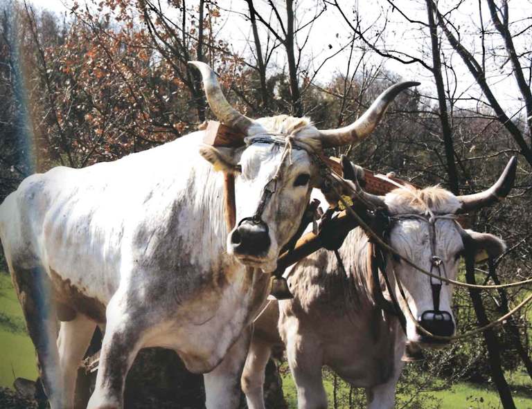 Il Caciocavallo Podolico_img_11.jpg